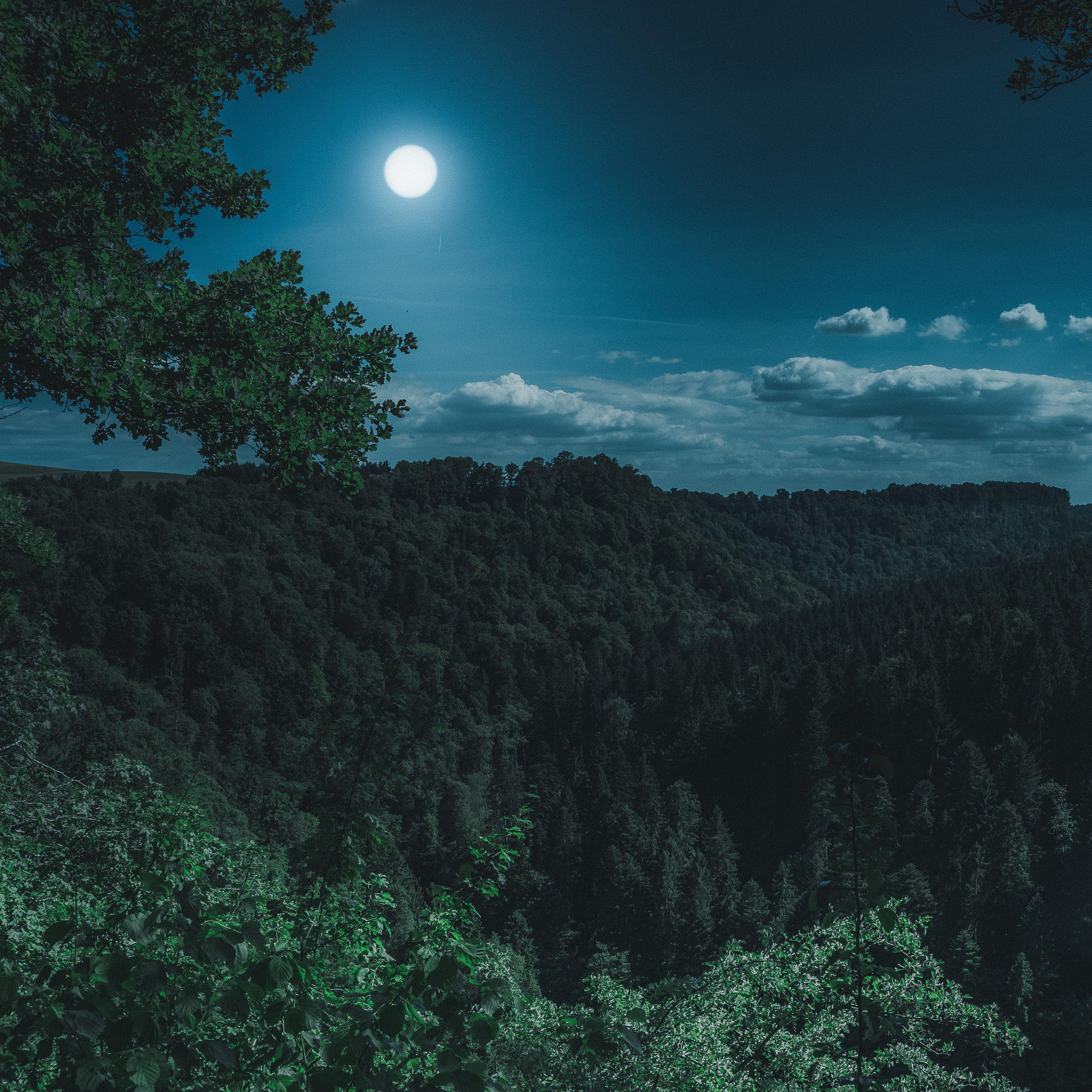 夜の群れ