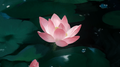 西湖莲专辑