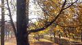 Autumn Leaves专辑
