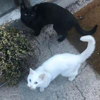凌晨懒猫