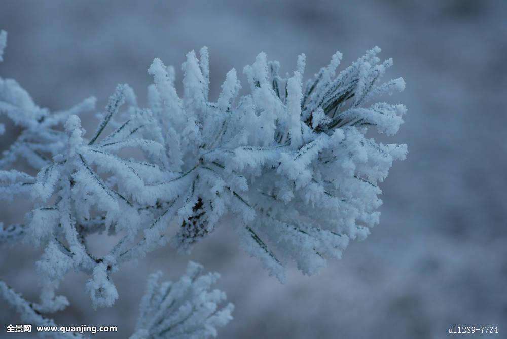 枯木残雪专辑