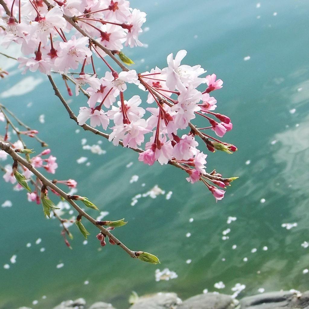 愿于指上听流年—纯音之魅 | 在线播放 | 网易云音乐