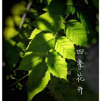 等你在四季（词曲 康河）