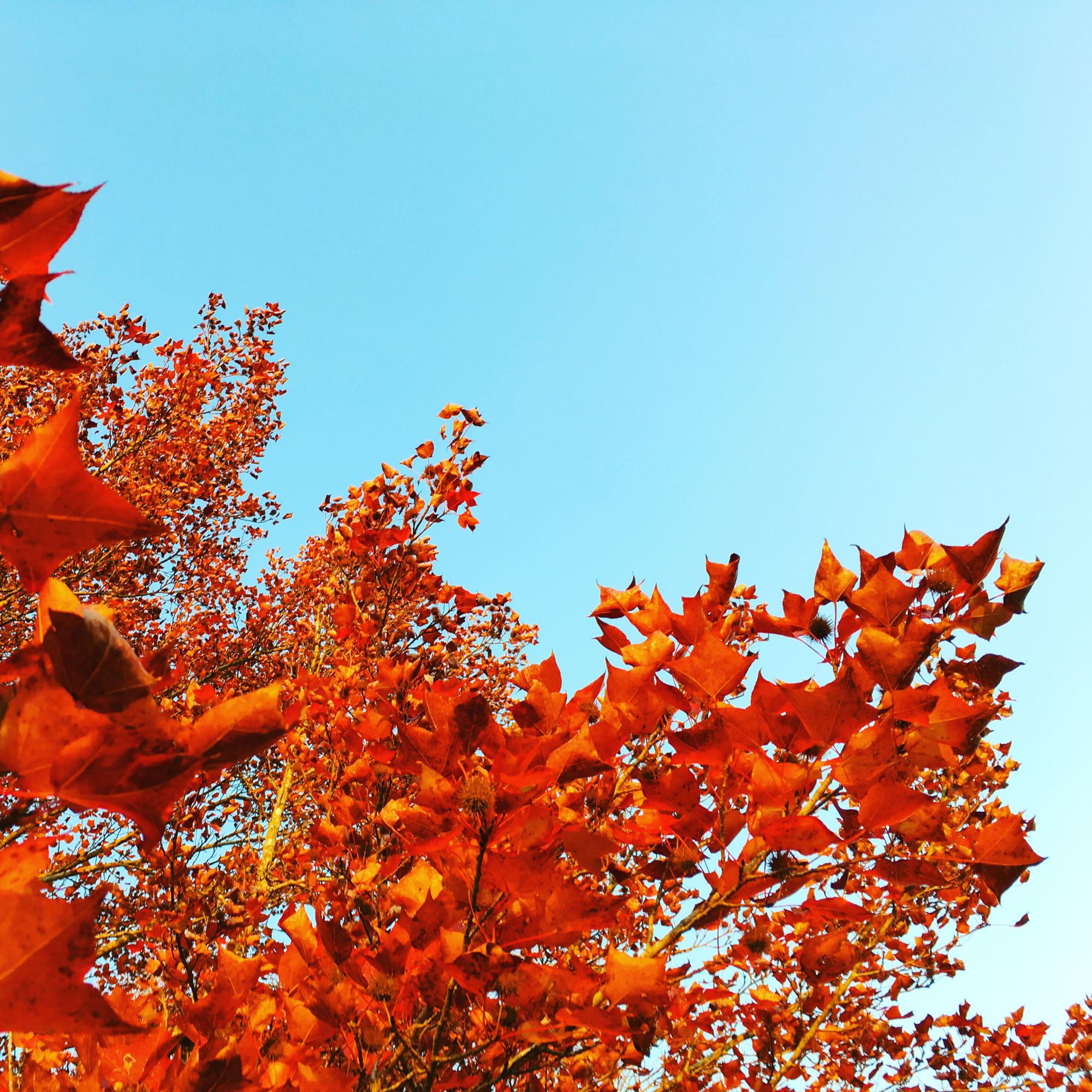 The leaves are turning red