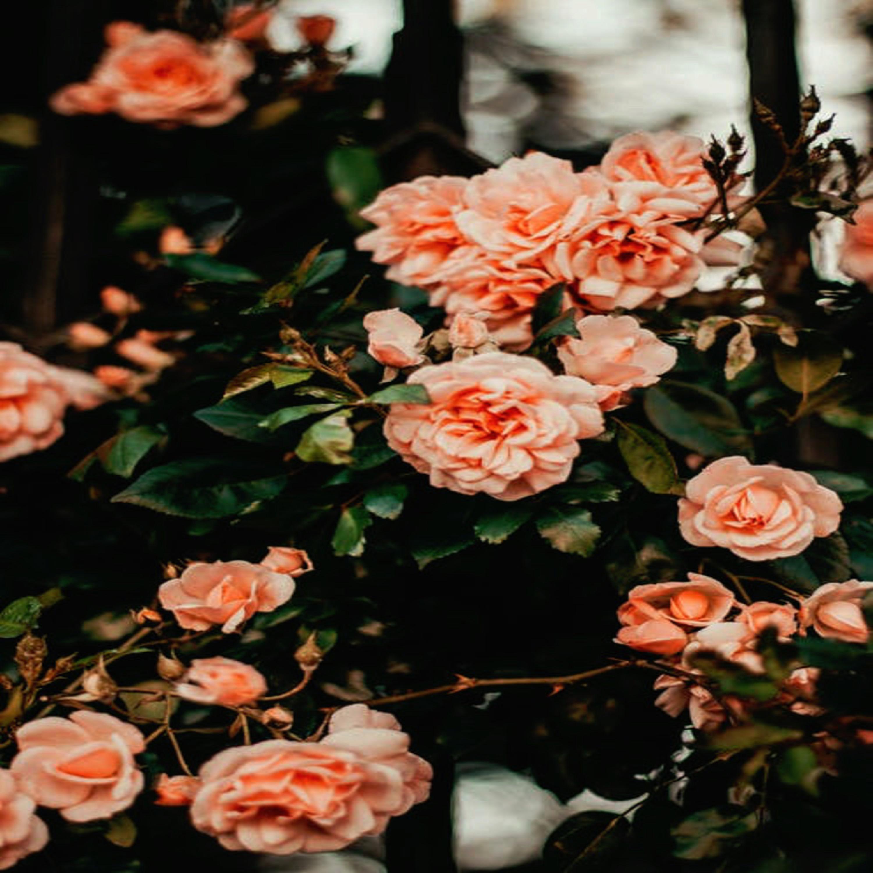 Roses In My Backpack (feat. TAIJUAN)