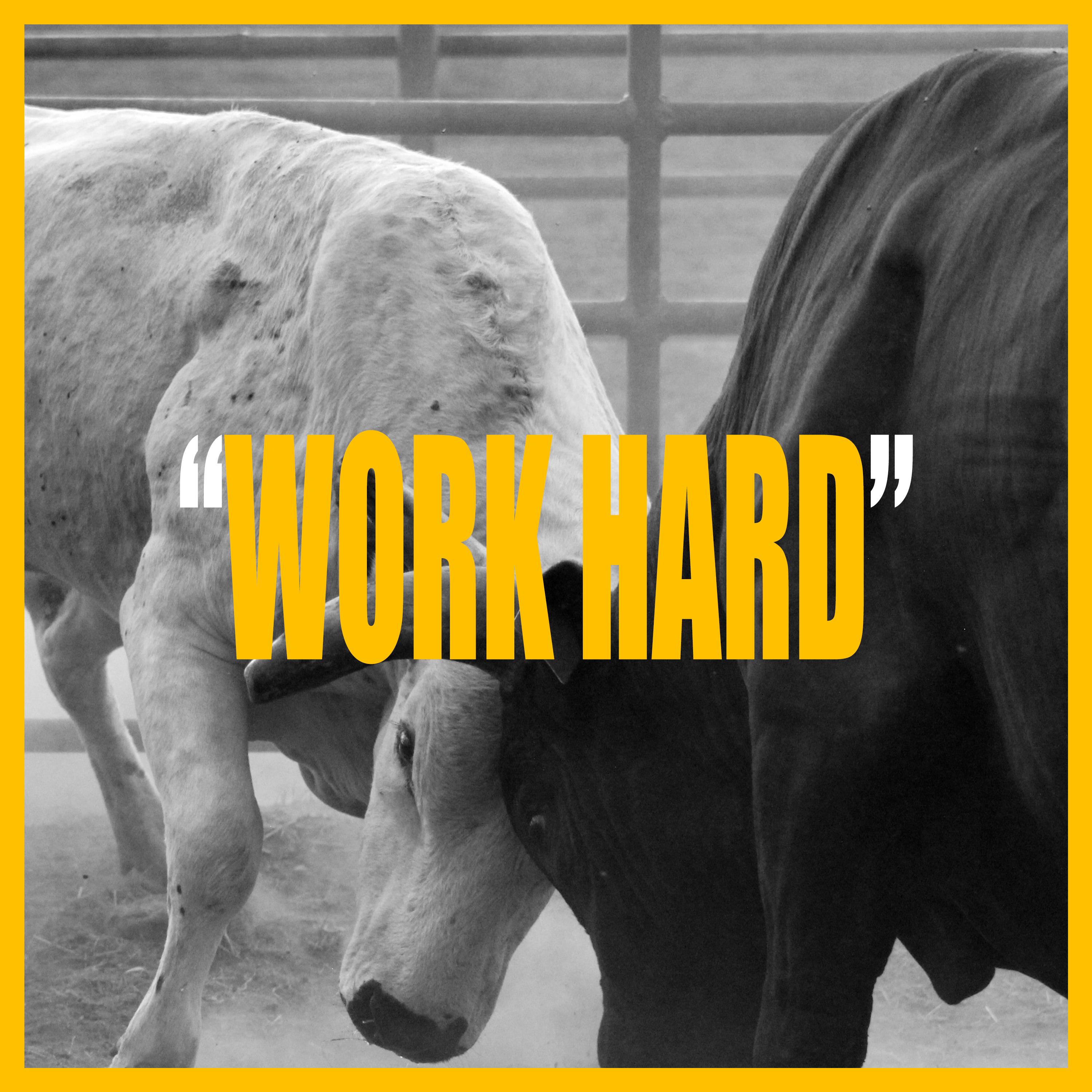WORK HARD