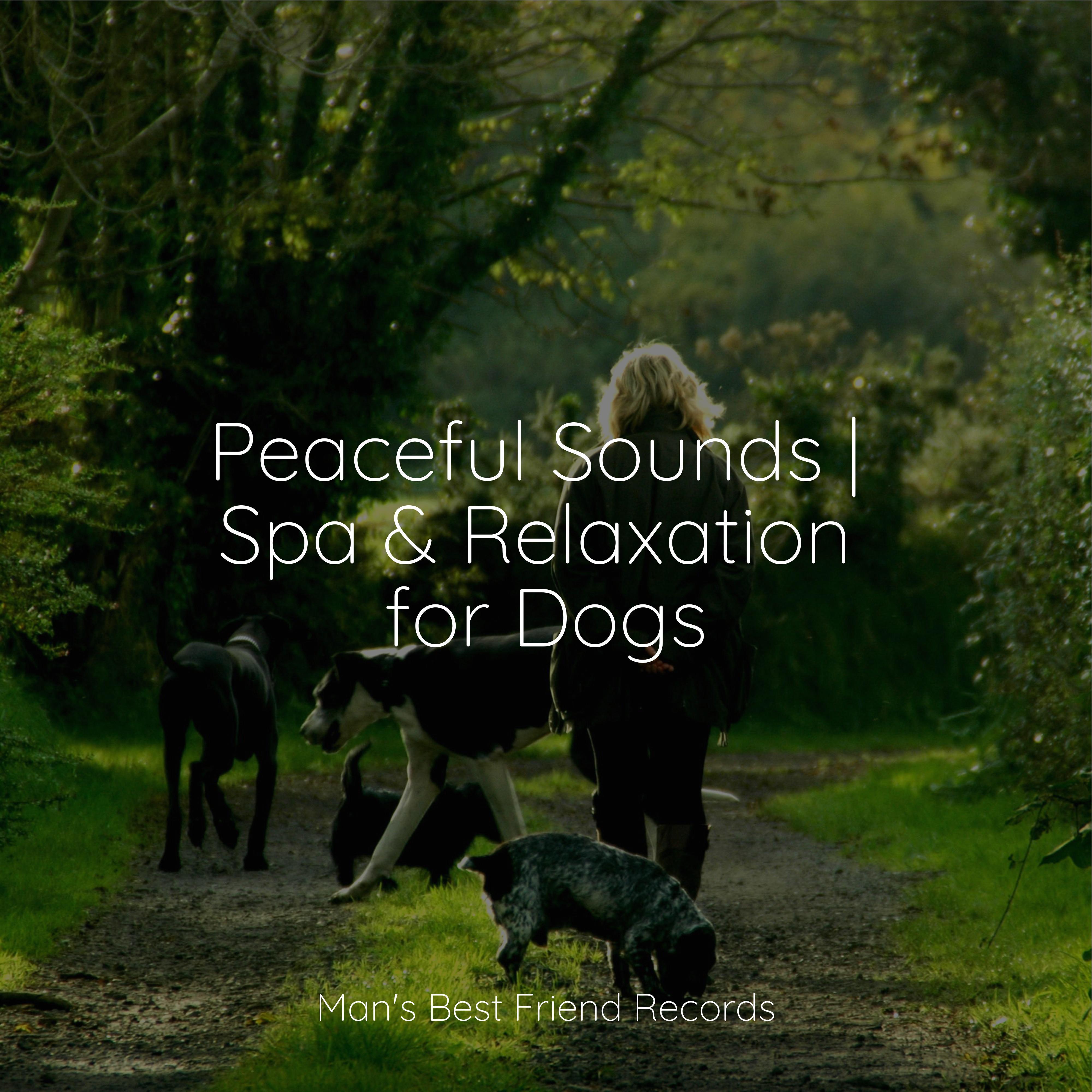 Relaxing Music for Dogs - Evening Calm