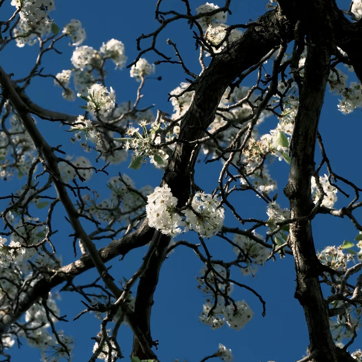 아무래도（anyhow纯音乐）