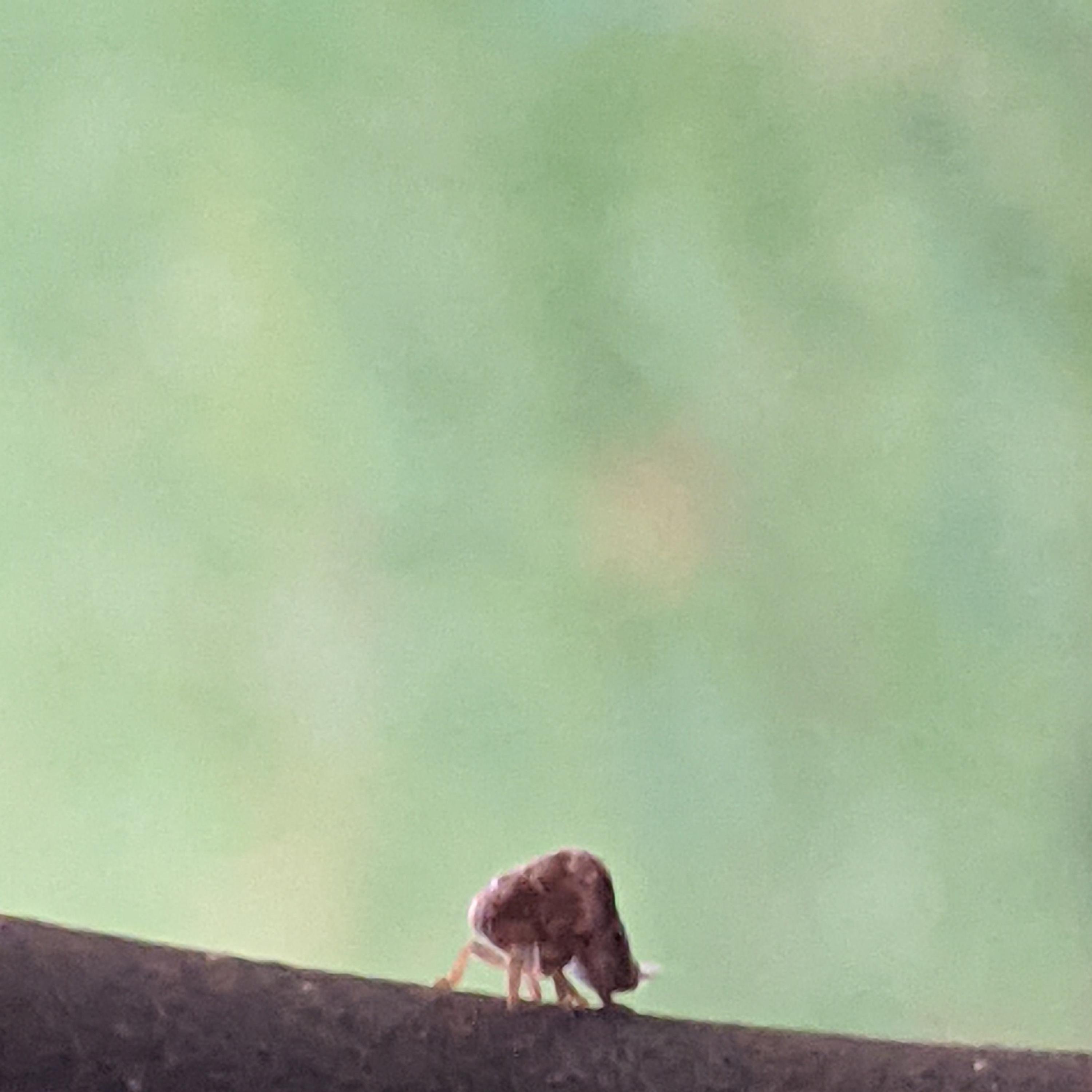 bug