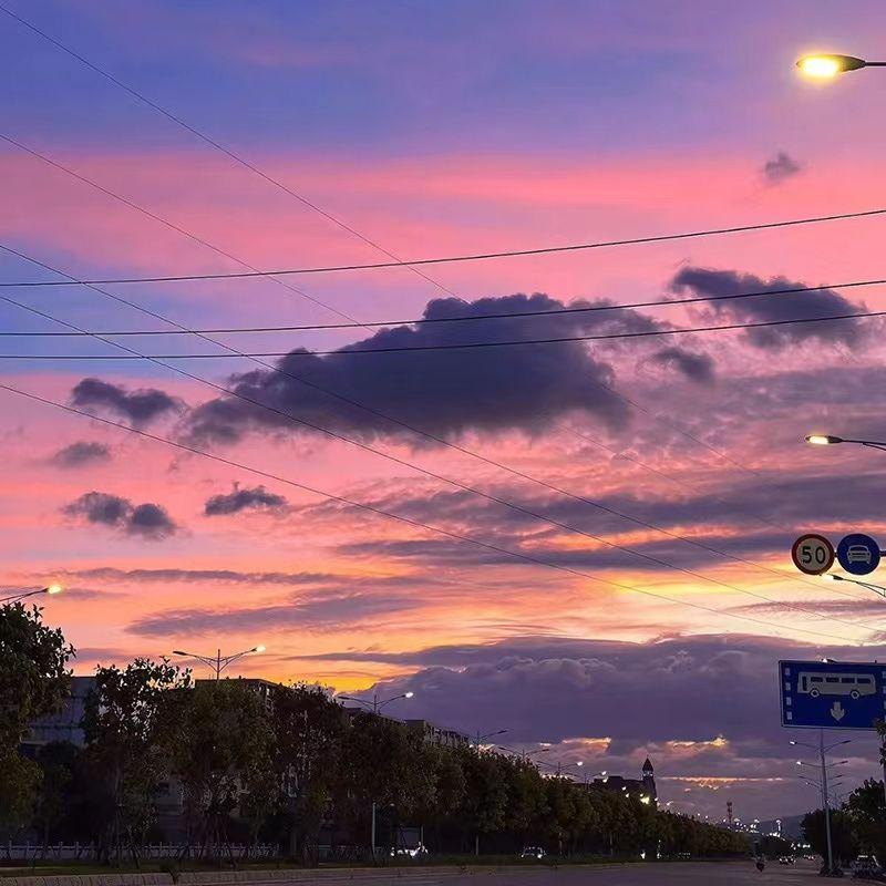 楼顶上的小斑鸠