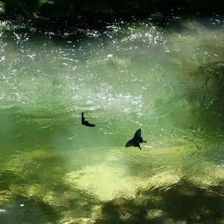 春の歌｜绿野仙境  静寂森林的边缘