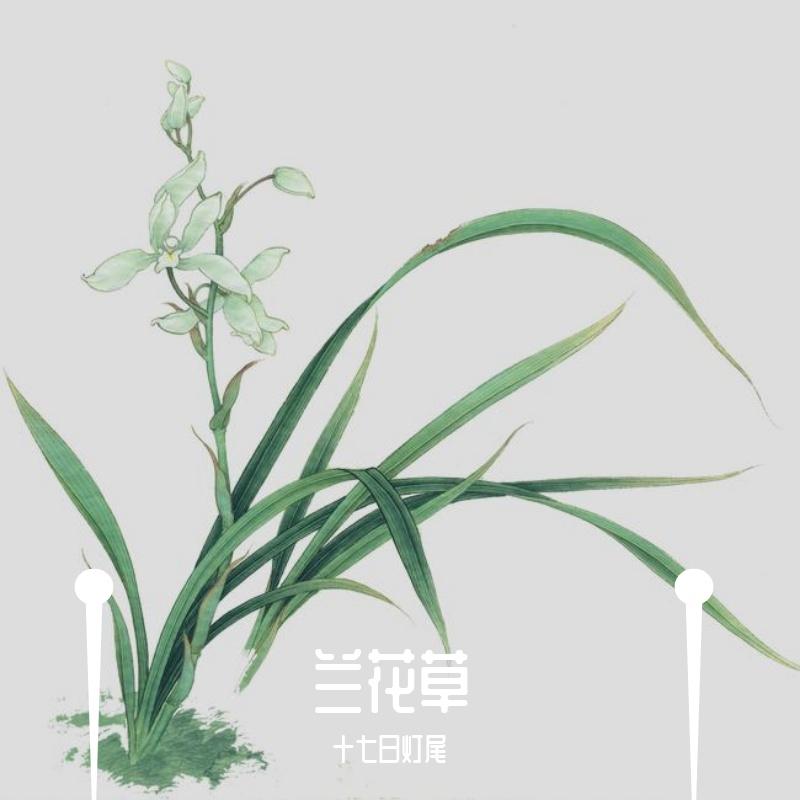 兰花草coverGAI周延