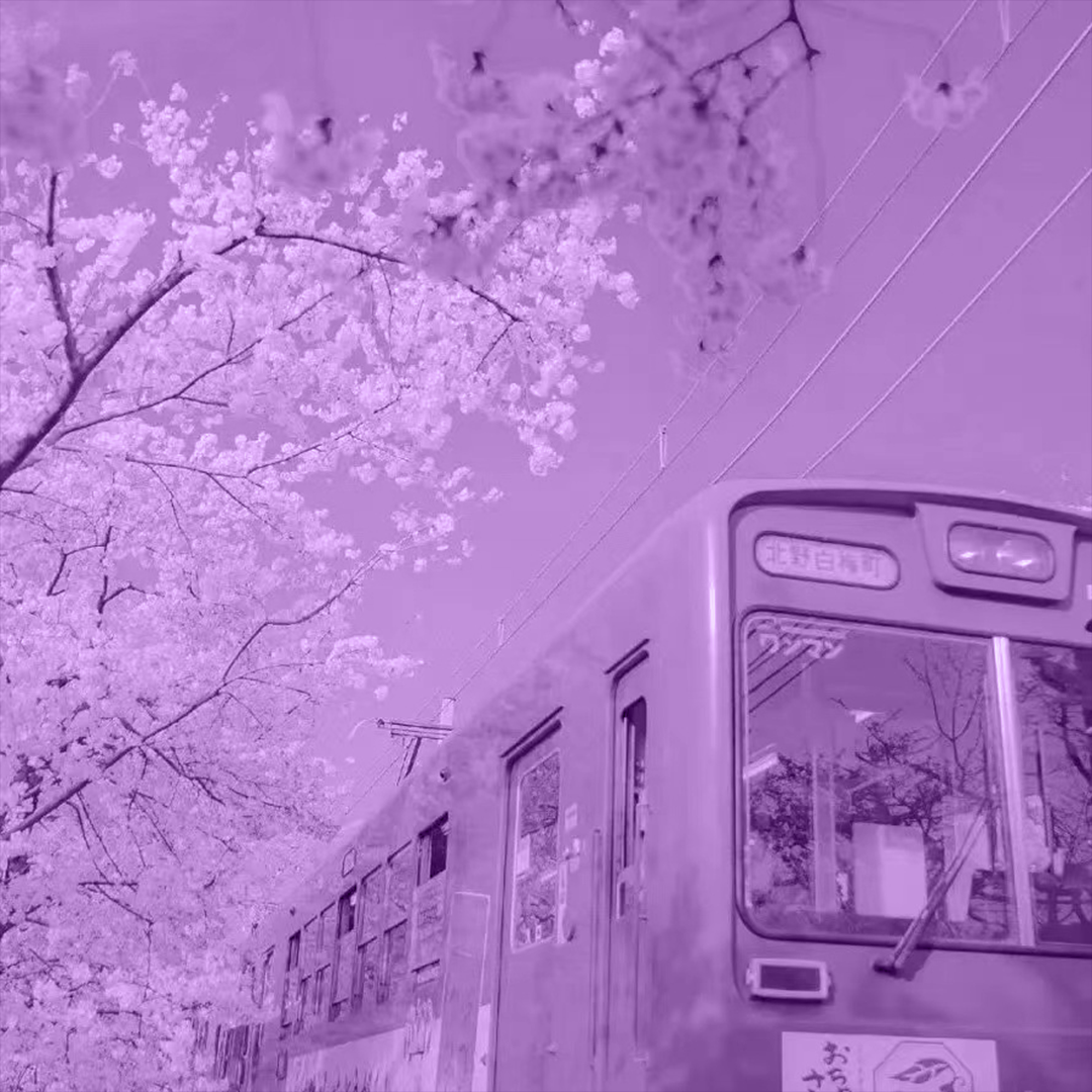 ''樱花''