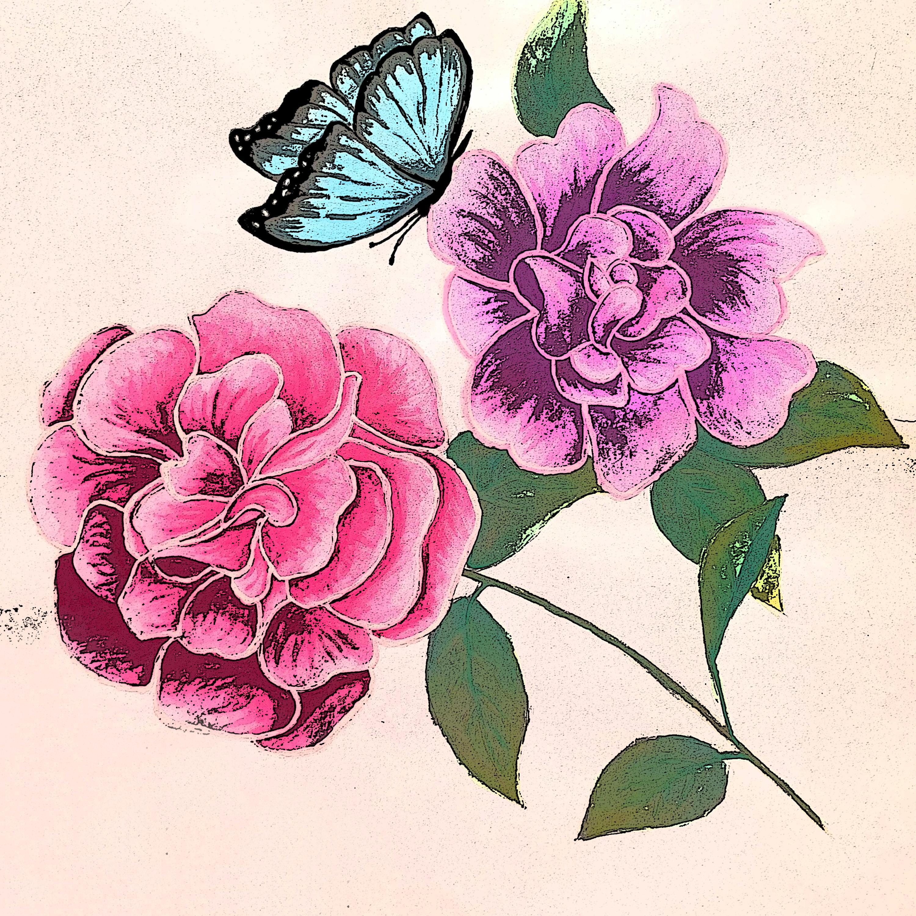 Camellia