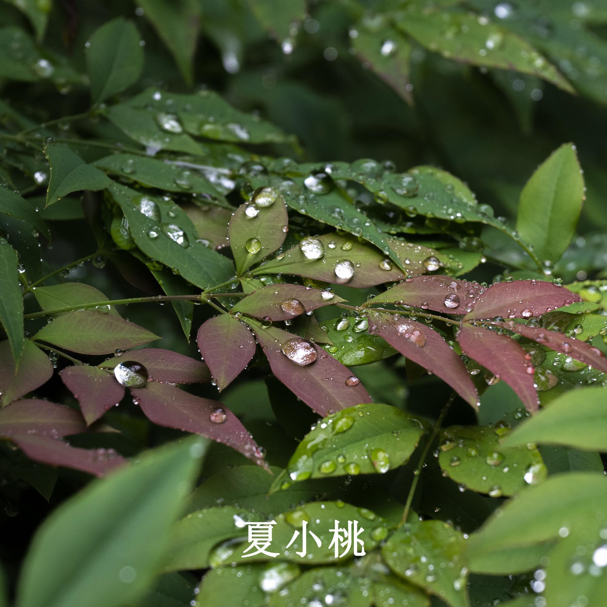 温馨美好时光 茶馆瑜伽舒压纯音乐