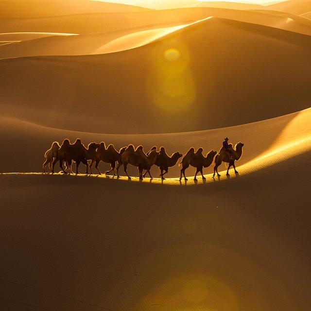 Desert Camel