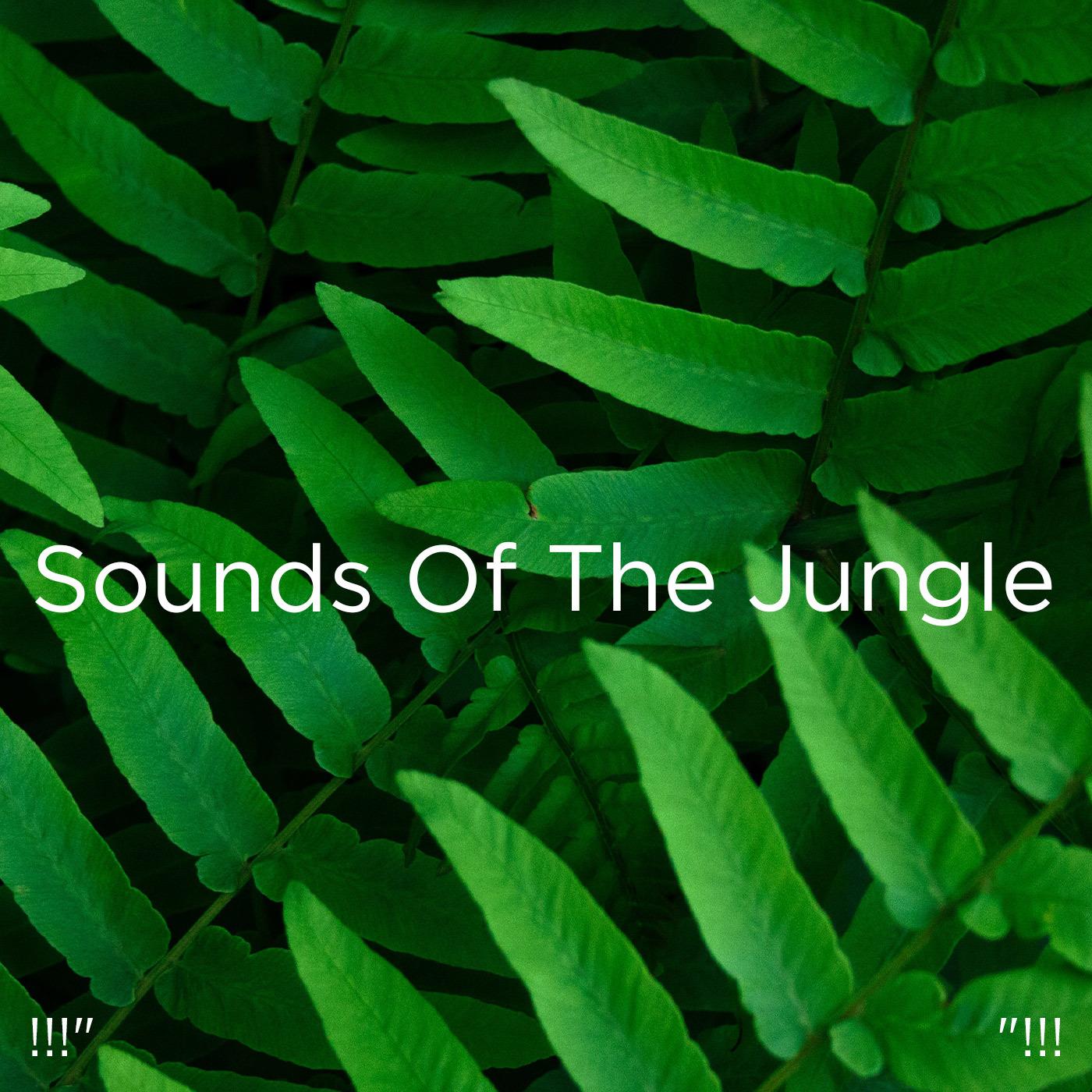 !!!" Sounds Of The Jungle "!!!