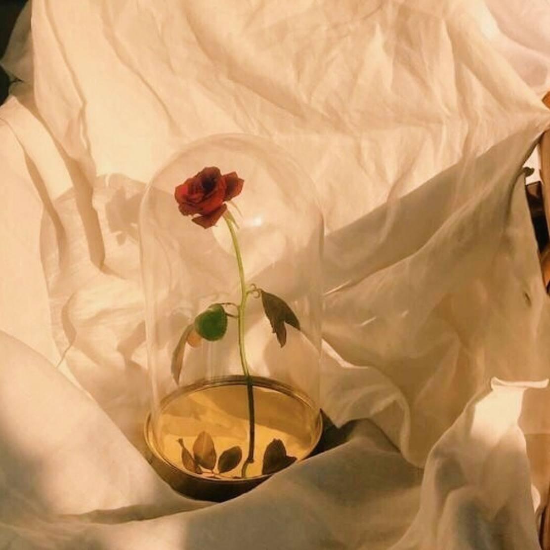 复古微醺的迷人气息 ︴︴