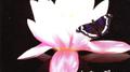 Lotus Flower专辑