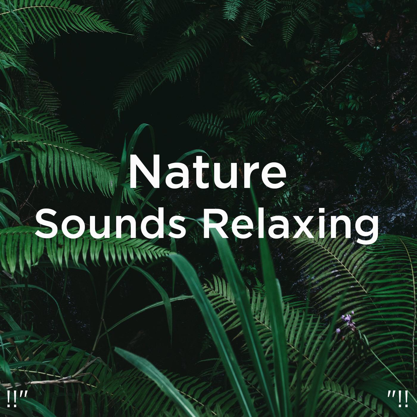 !!" Nature Sounds Relaxing "!!