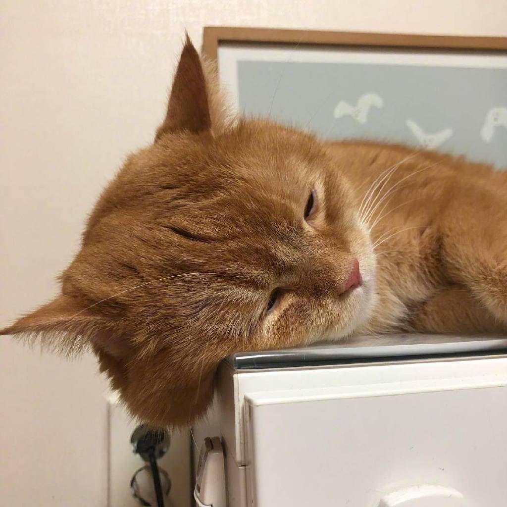 水星记(片段)（翻自 半瓶水）