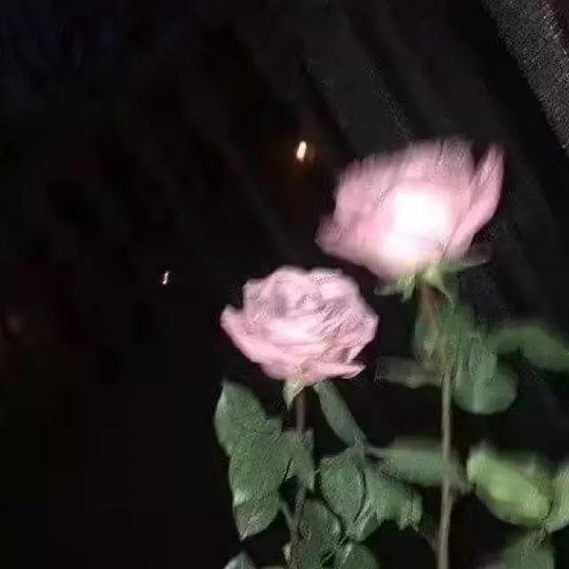 玫瑰