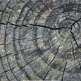 tree ring
