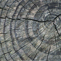 tree ring