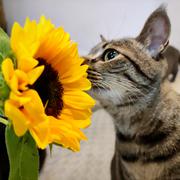 猫与向日葵