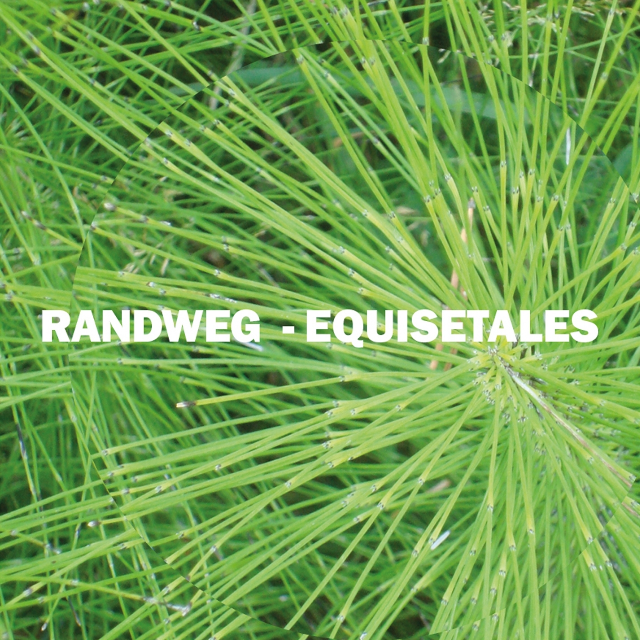 Equisetales