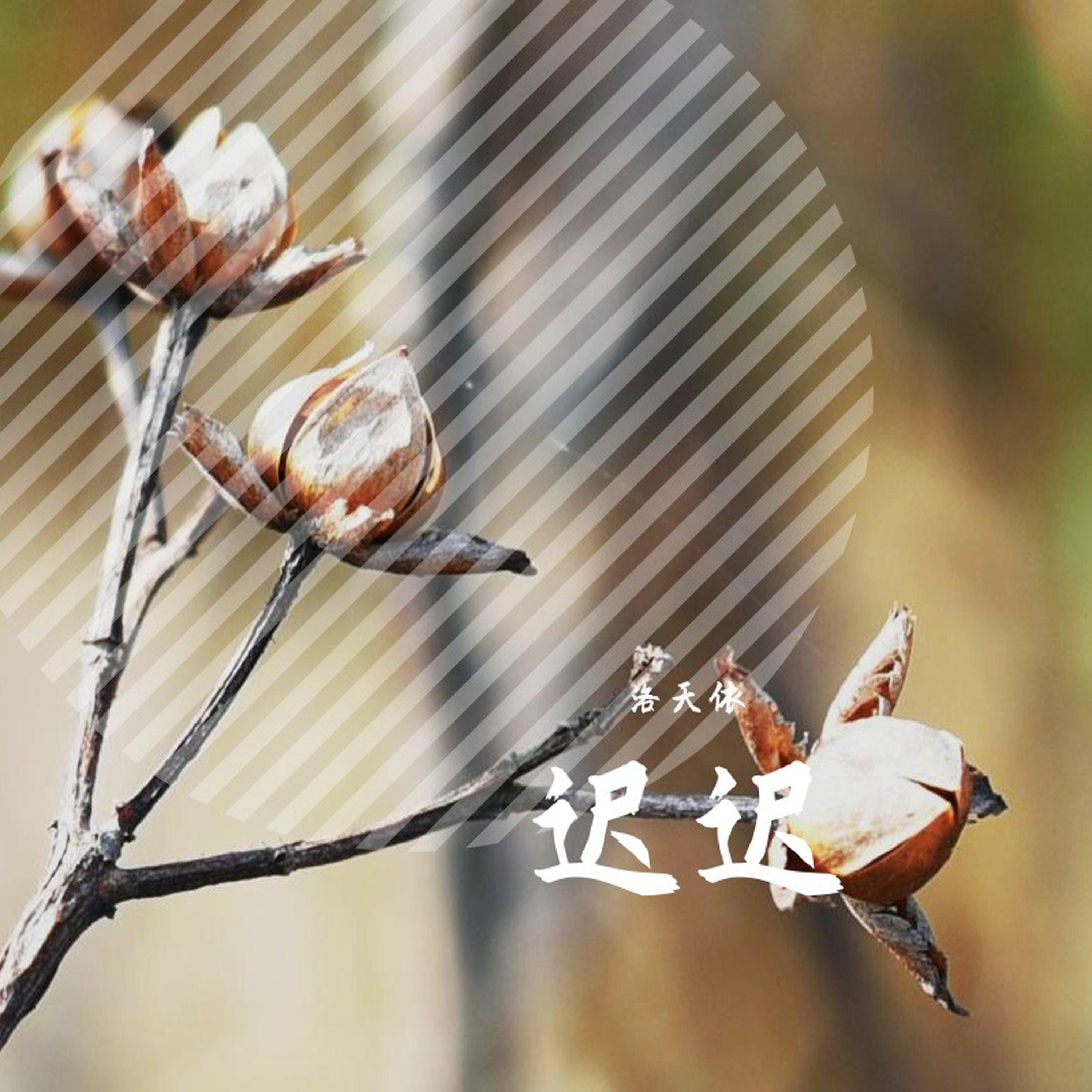 迟迟
