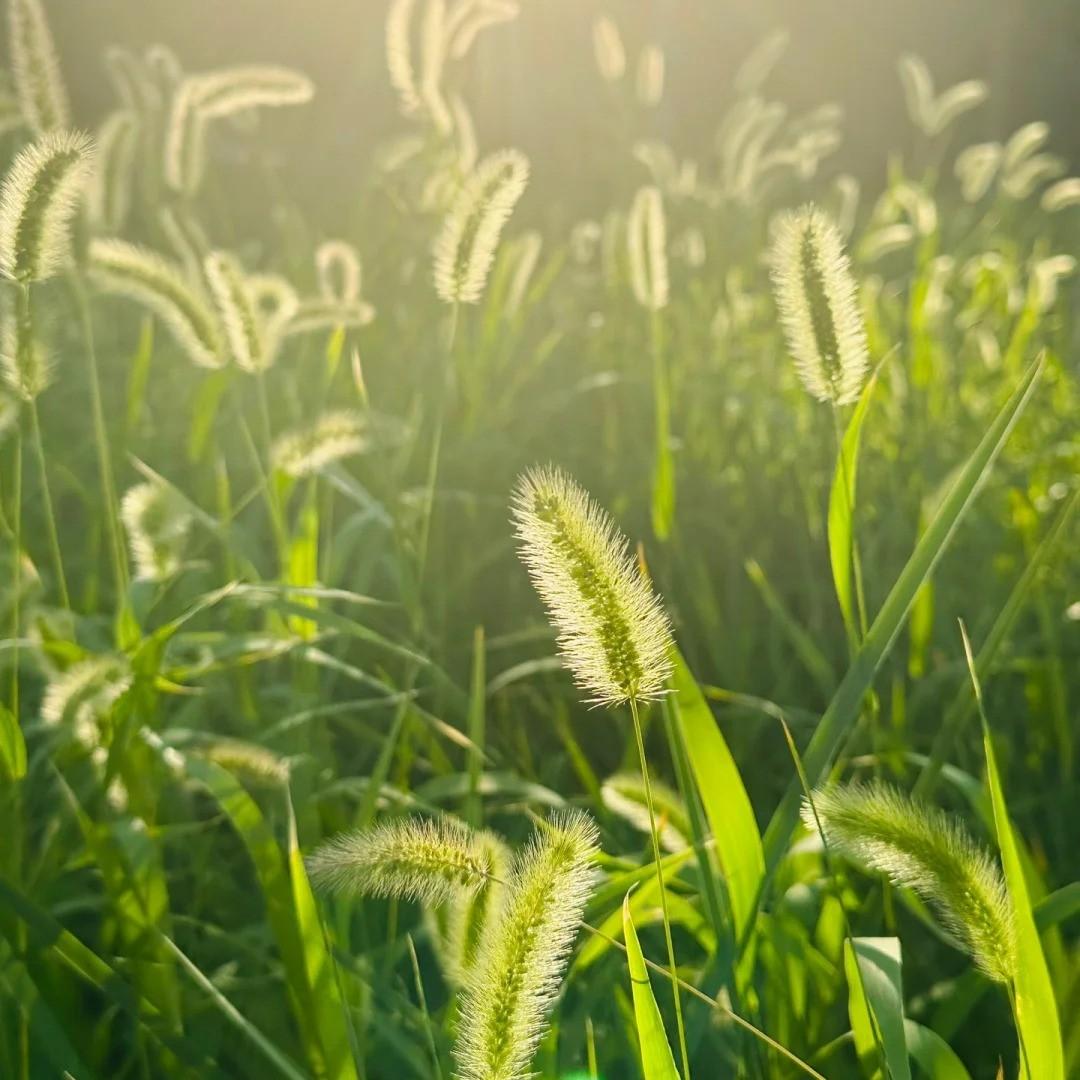 土坡上的狗尾巴草 卢润泽