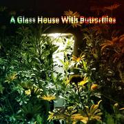 A Glass House With Butterflies