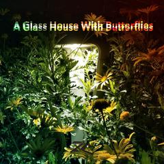 A Glass House With Butterflies