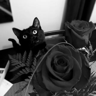 我和猫都很想你