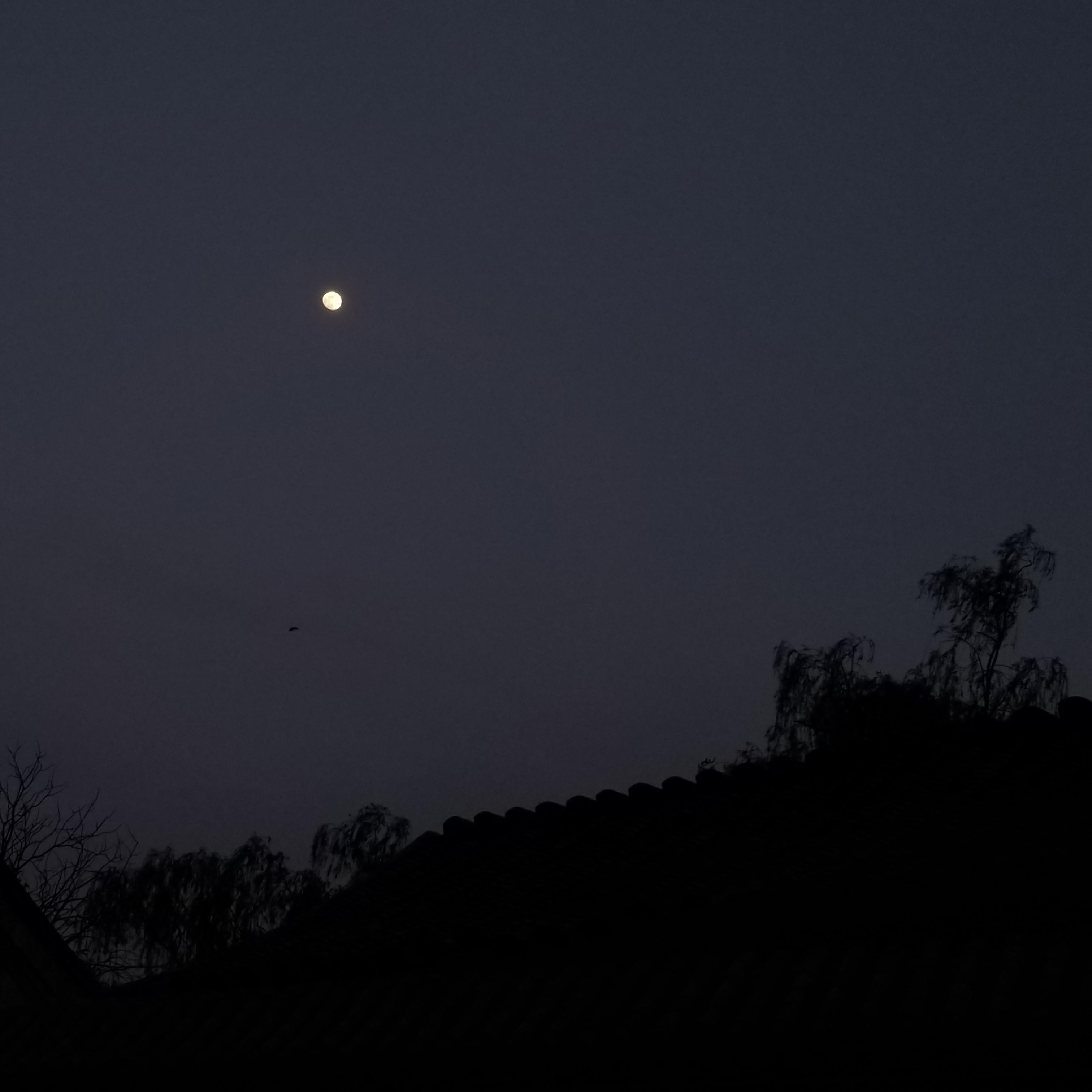 月光（吉他弹唱）