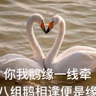 八组鹅爱的私心小众歌单