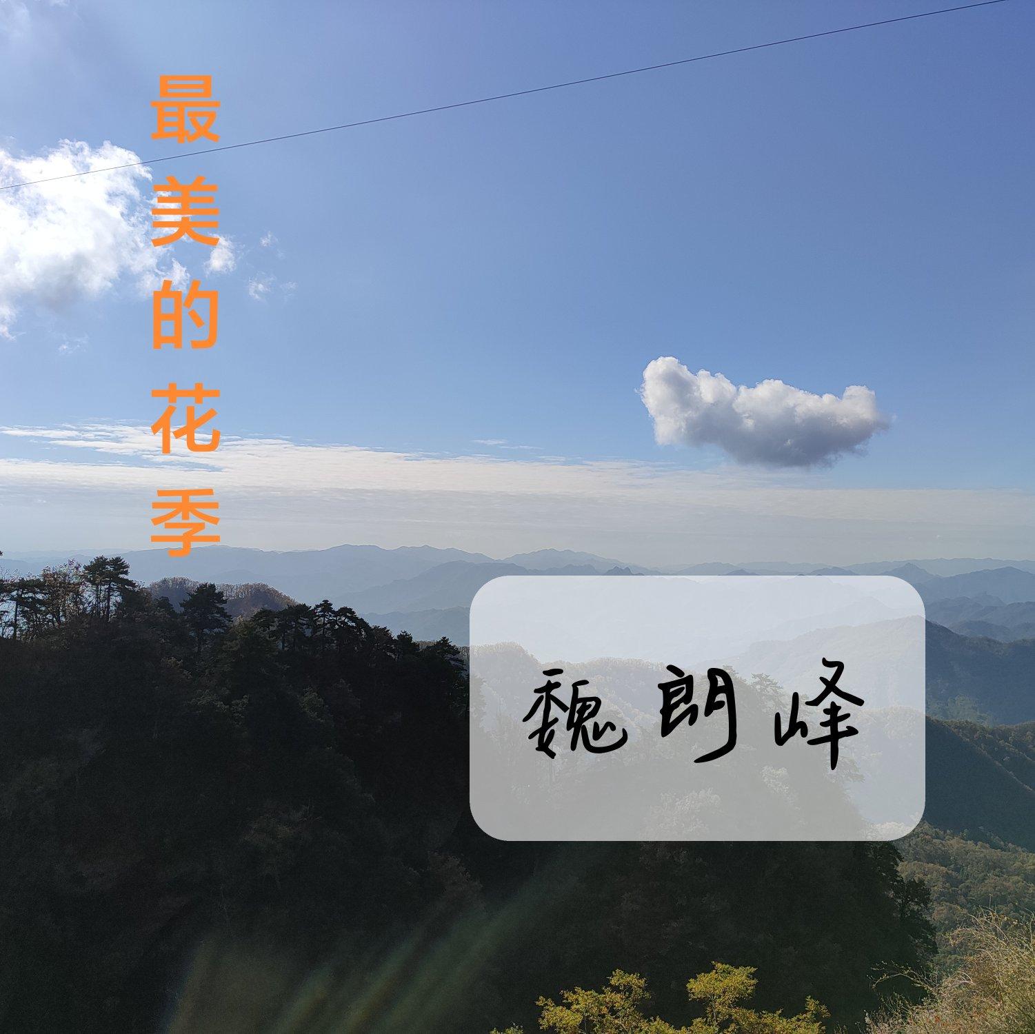最美的花季