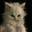 -_树_猫_-