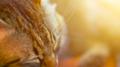 Cat Music: Calm Background Music For Cats and Relaxing Pet Music专辑