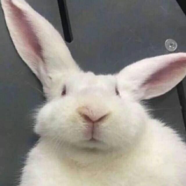 耳朵怀孕单曲循环系列