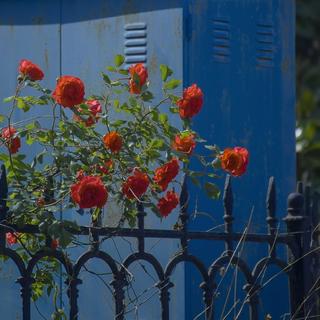 這個世界我融入不進去‖纯音