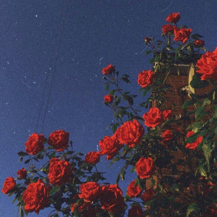 玫瑰到了花期.