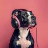 Olas de música para perros - Vibraciones Diurnas Lofi De Perros