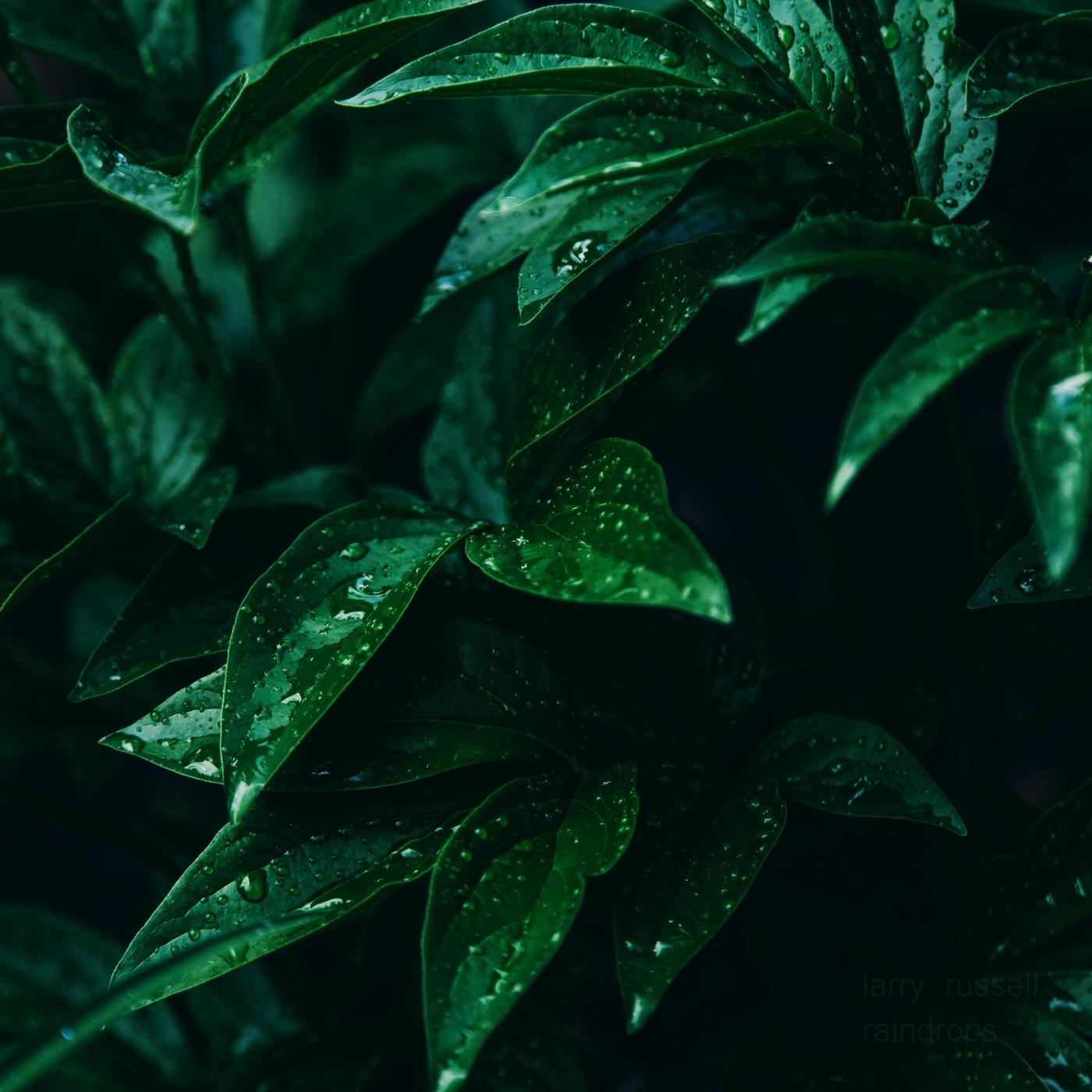 Raindops