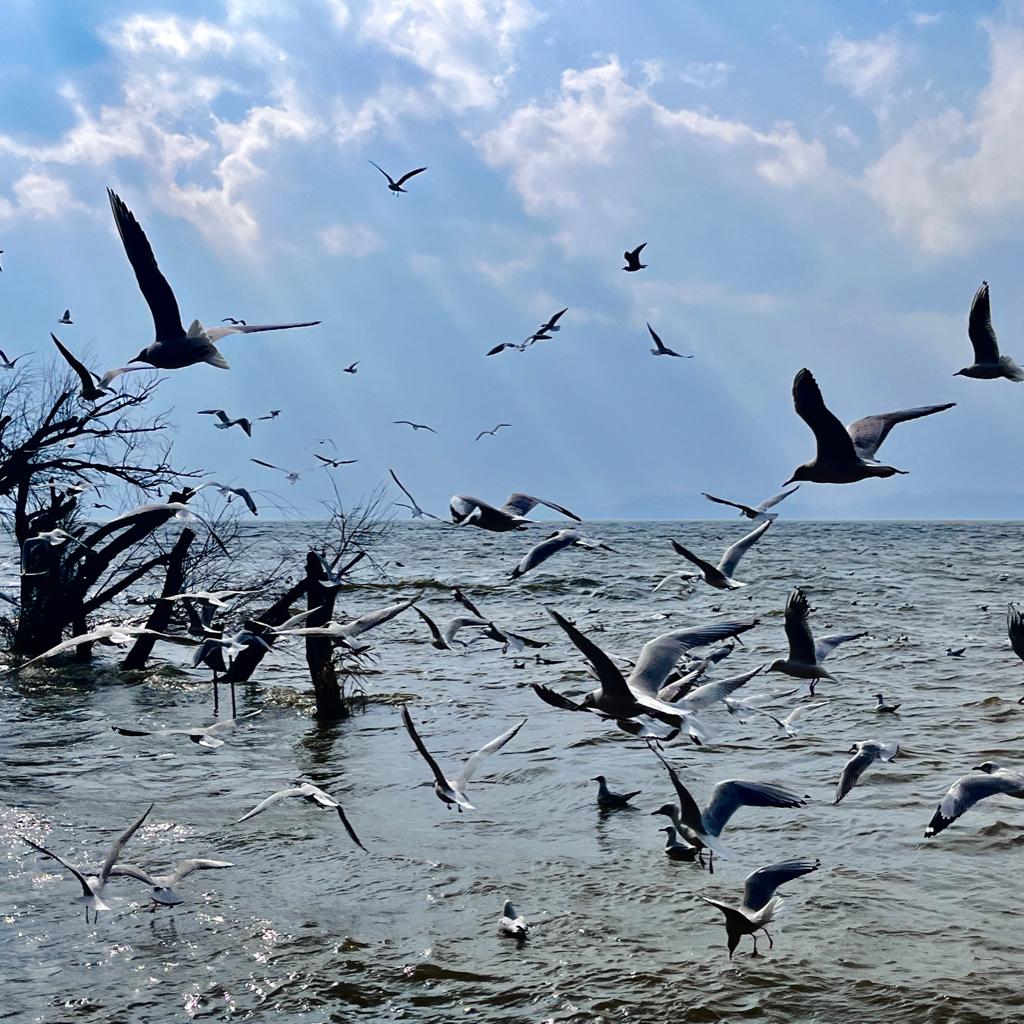 我的裙子去哪了 | 在线播放 | 网易云音乐