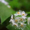 산하엽 (Diphylleia grayi)山荷叶-钟铉