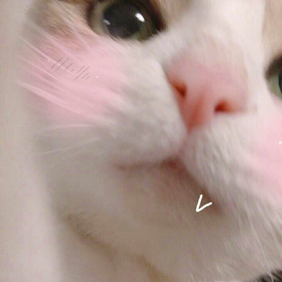 超可爱bgm~\(≧▽≦)/~