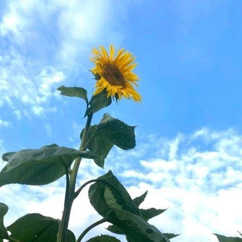 太阳温暖世间 音乐安抚心灵 