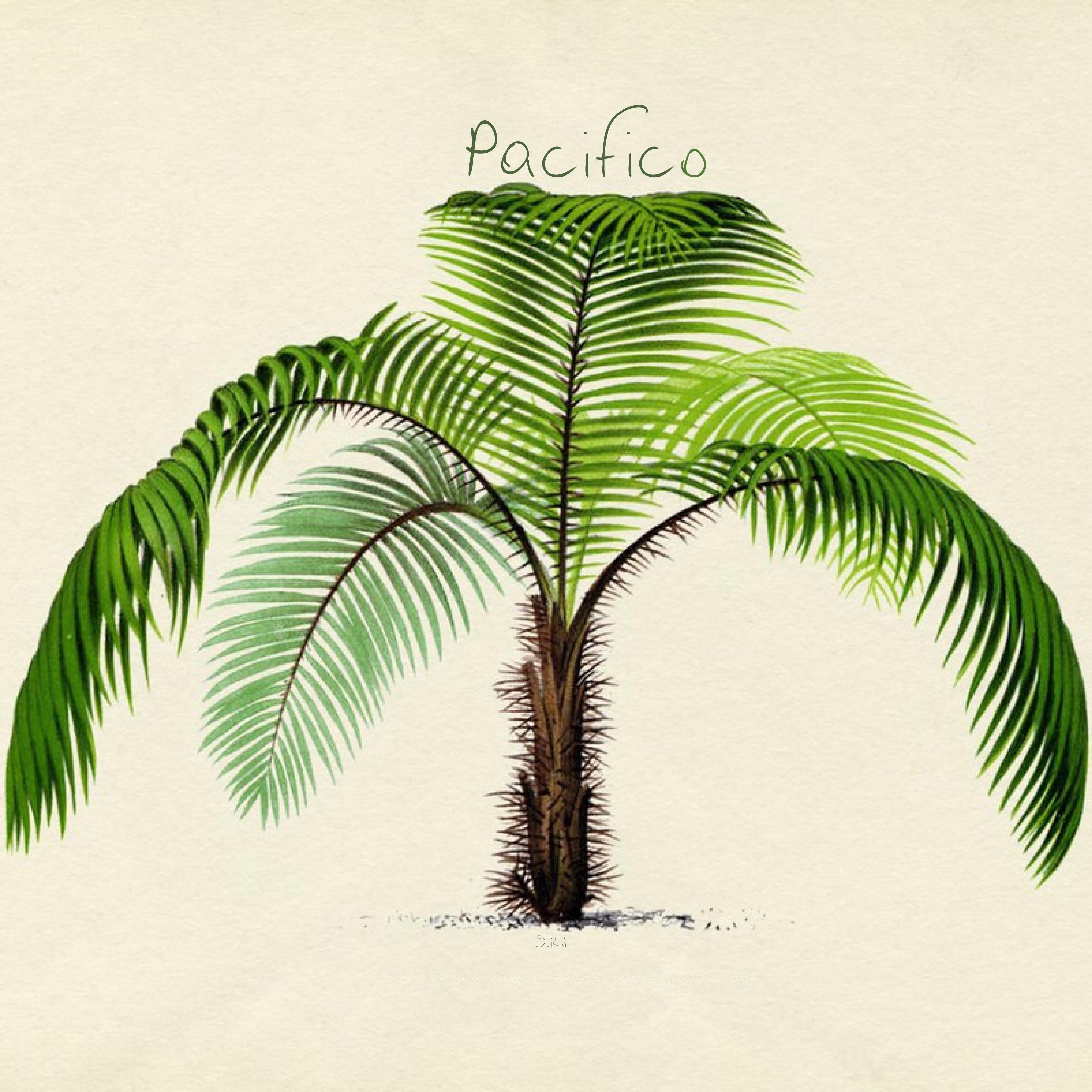 Pacifico